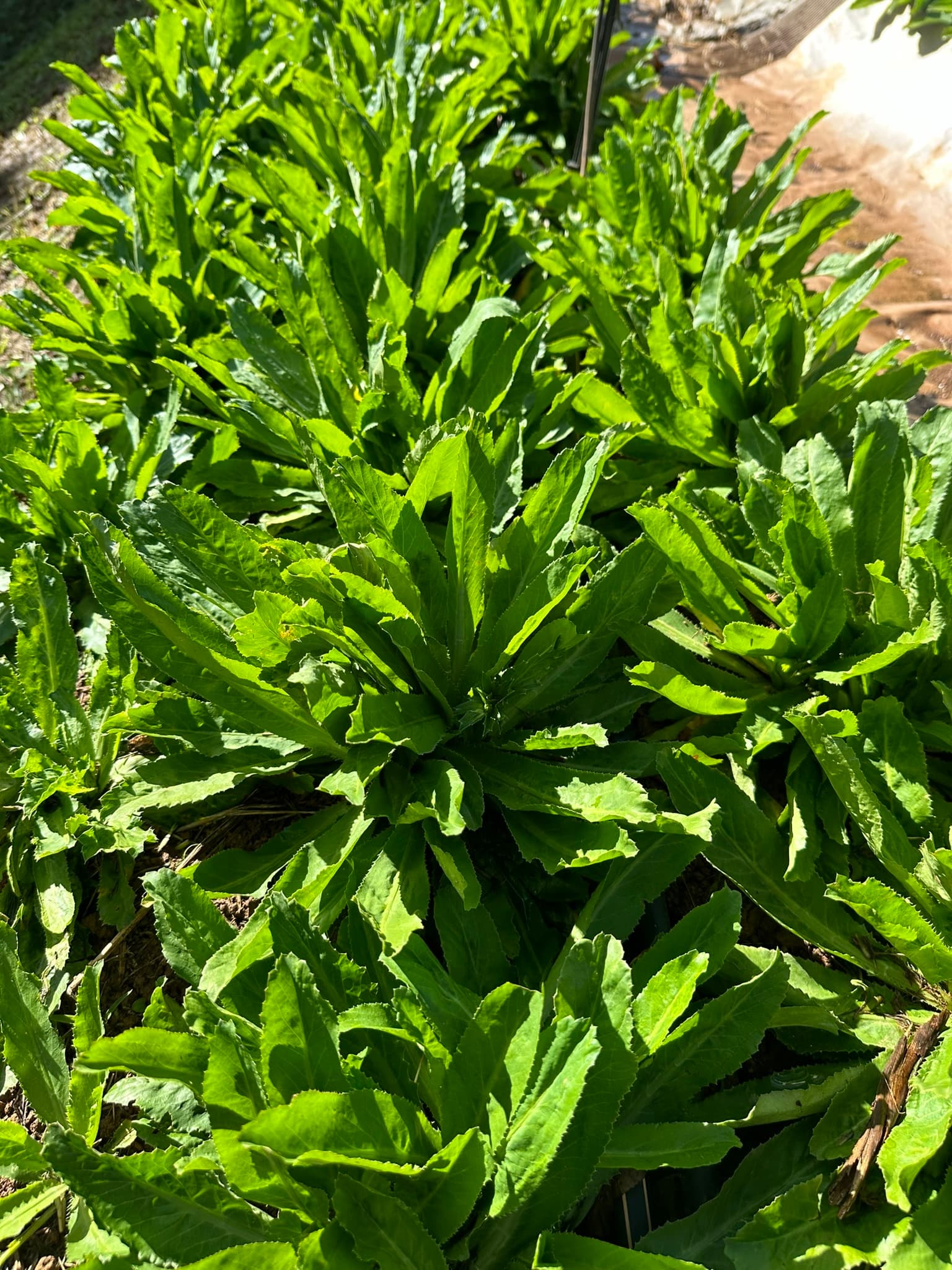 Cultures de plantes aromatiques en rangs