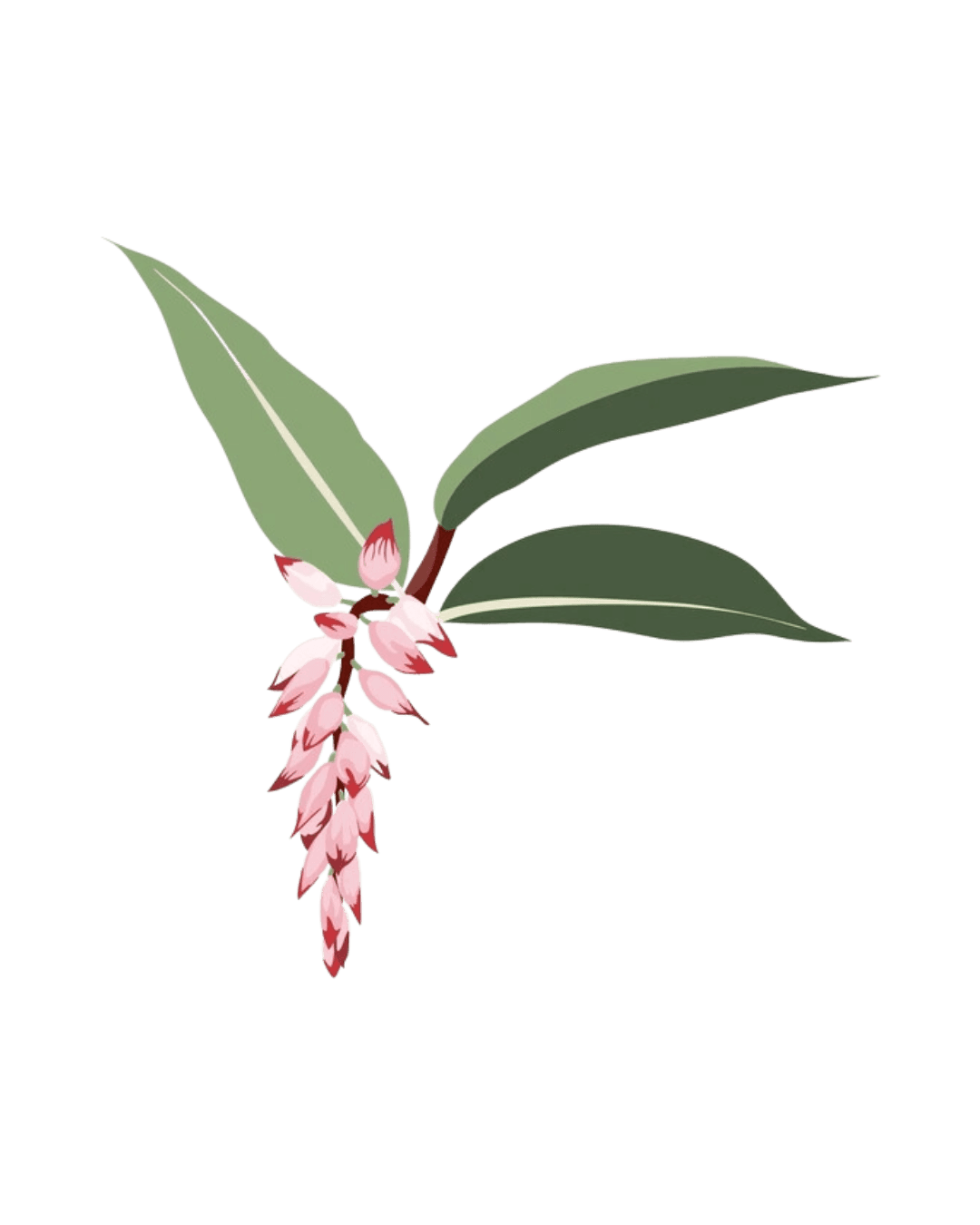 Illustration botanique avec feuilles vertes et grappe de fleurs roses