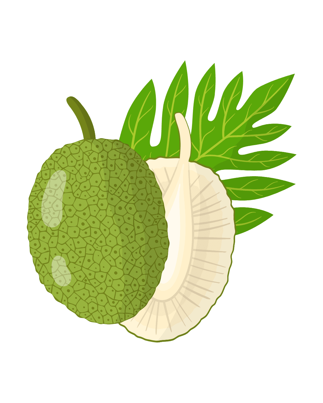 Illustration du fruit à pain et de ses feuilles