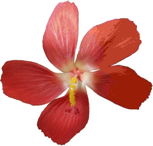 Atelier — Valorisation des plantes aromatiques